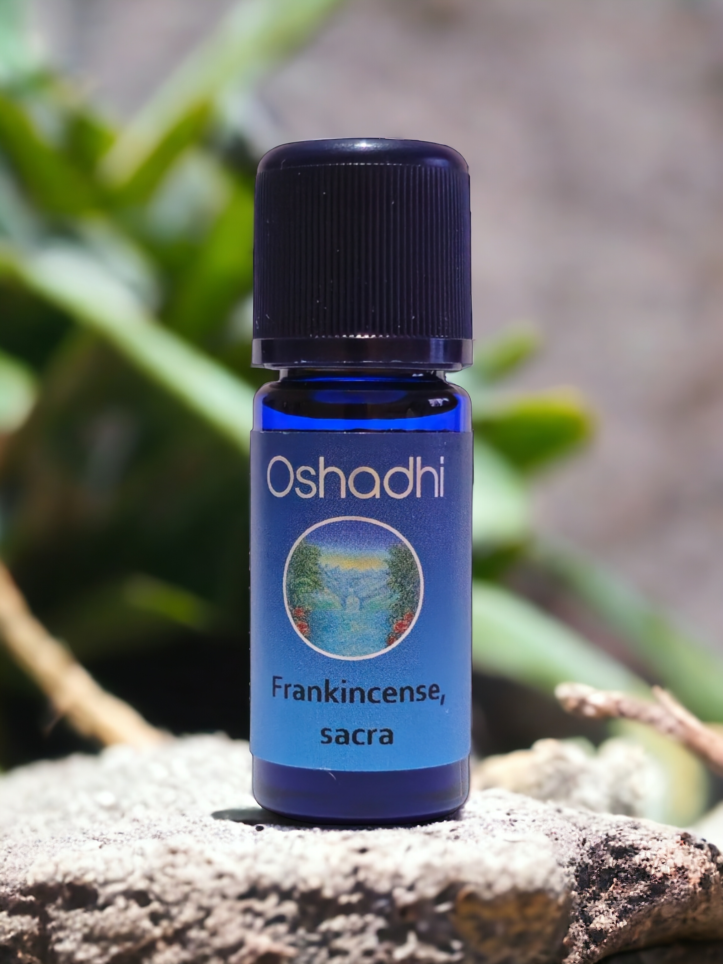 Günlük Yağı - Sığla (Frankincense) Yağı (10 ml) Sacra