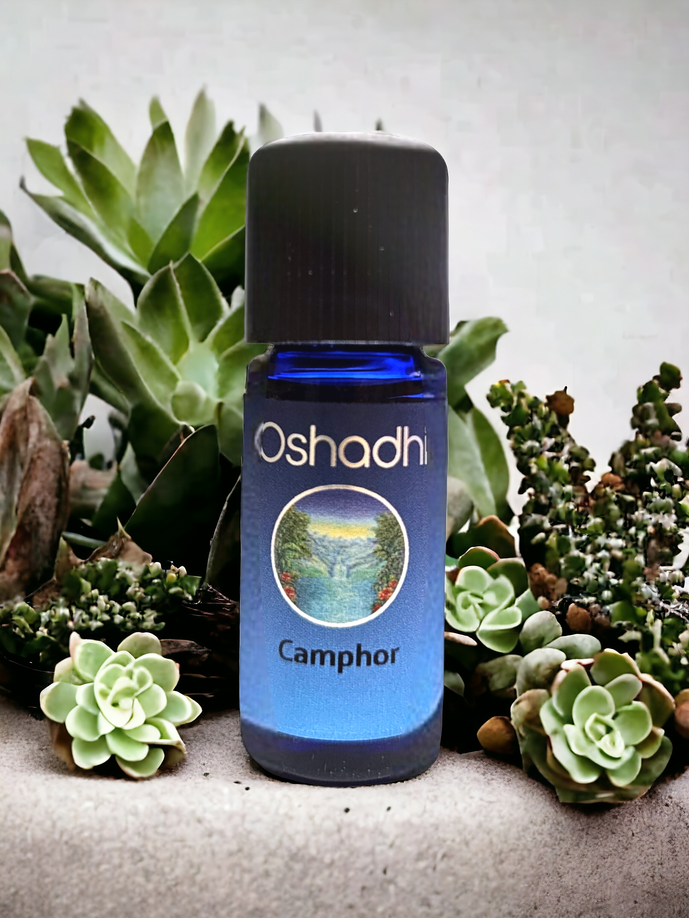 Camphor 10 ml.