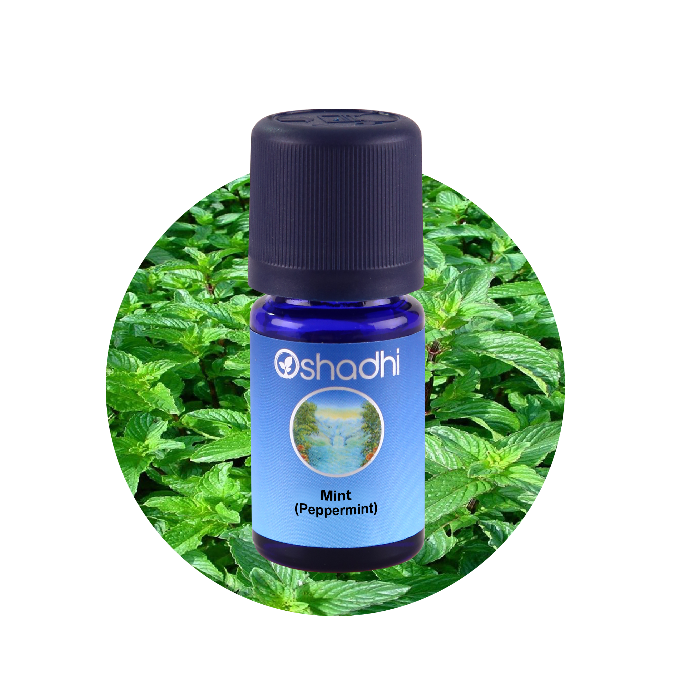 Mentha piperitaPeppermint 10ML, Mentha piperitaPeppermint 10ML,