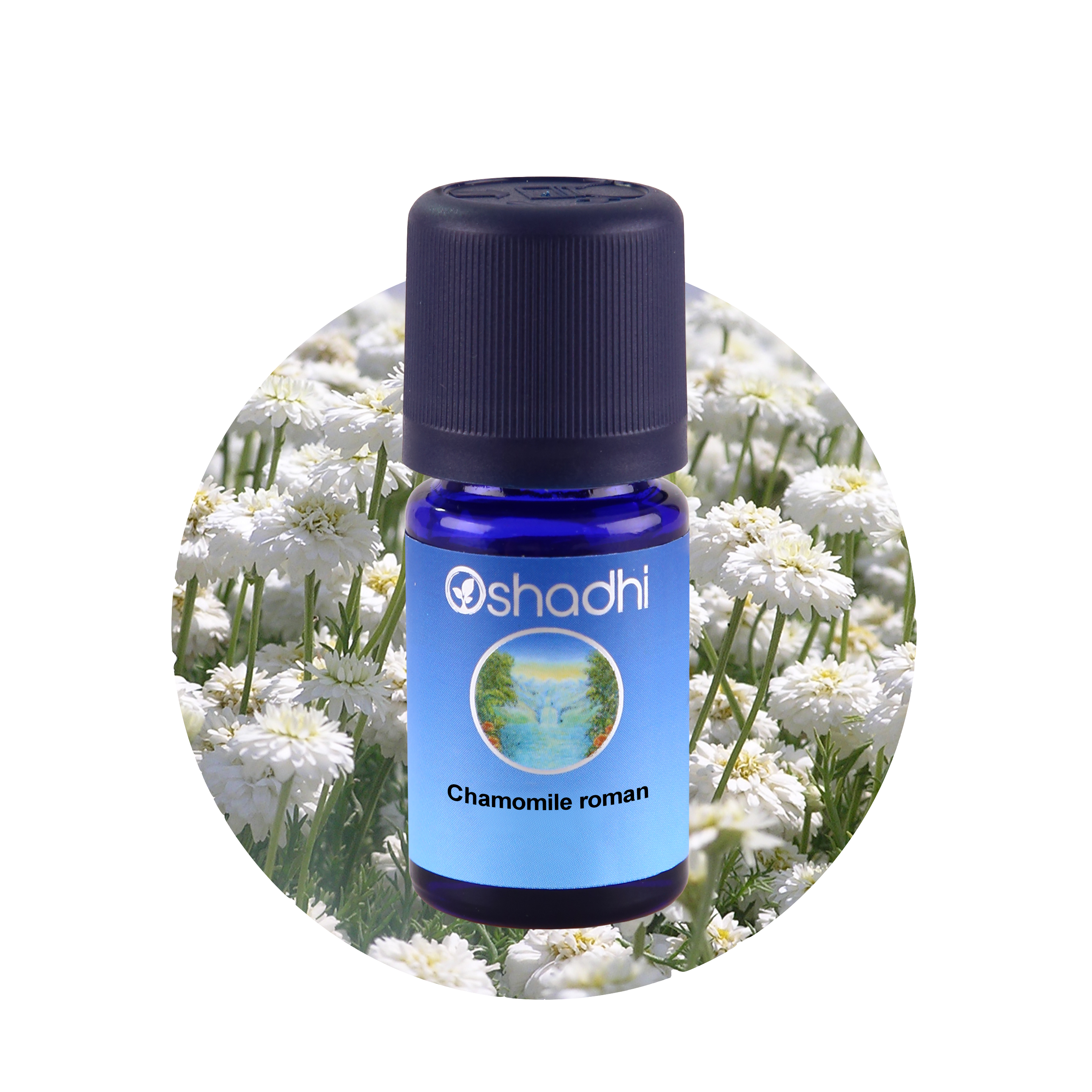 Roma Papatyası 5ml,Anthemis nobilis