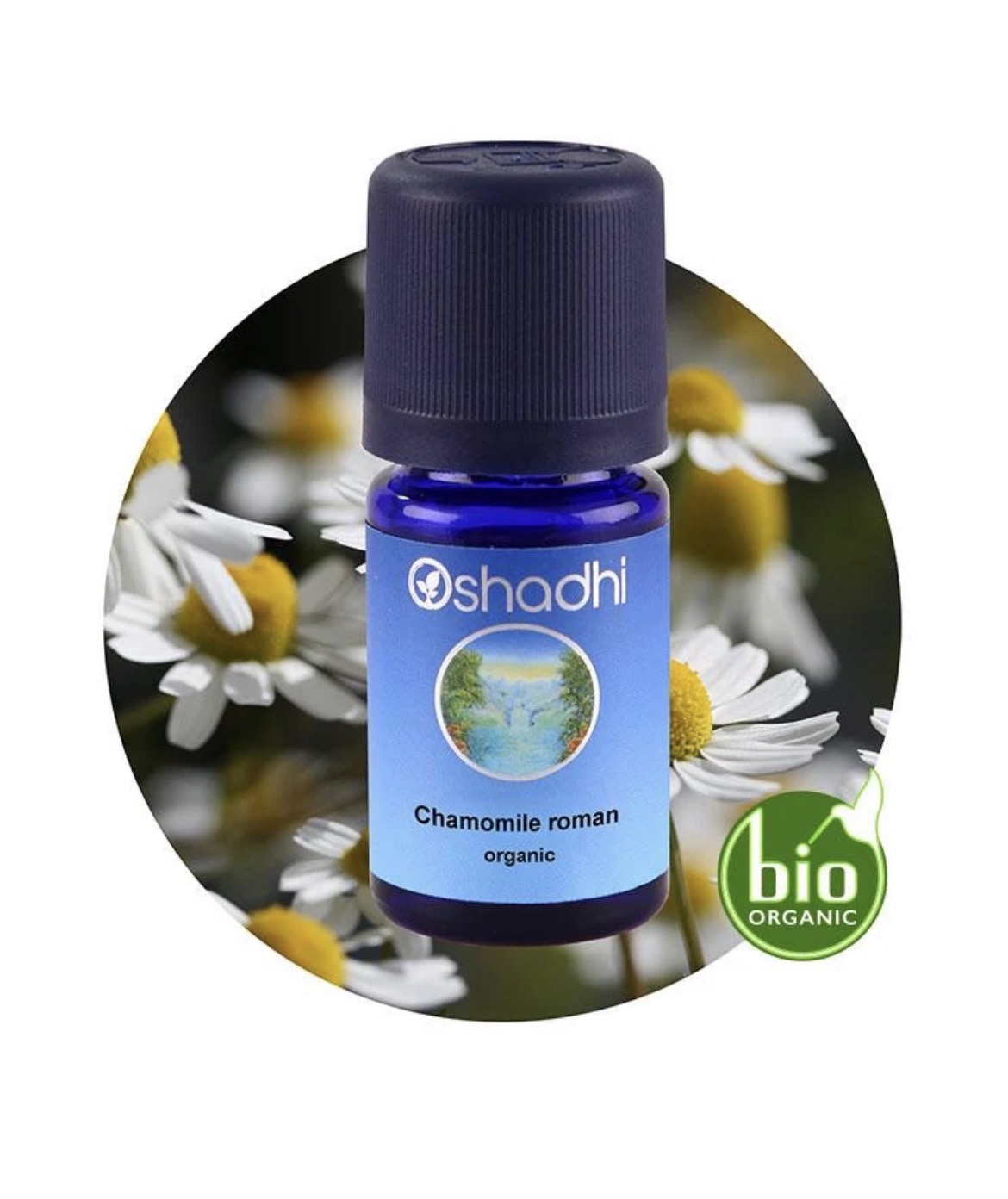 Roma Papatyası 5ml,Anthemis nobilis Roma Papatyası 5ml,Anthemis nobilis