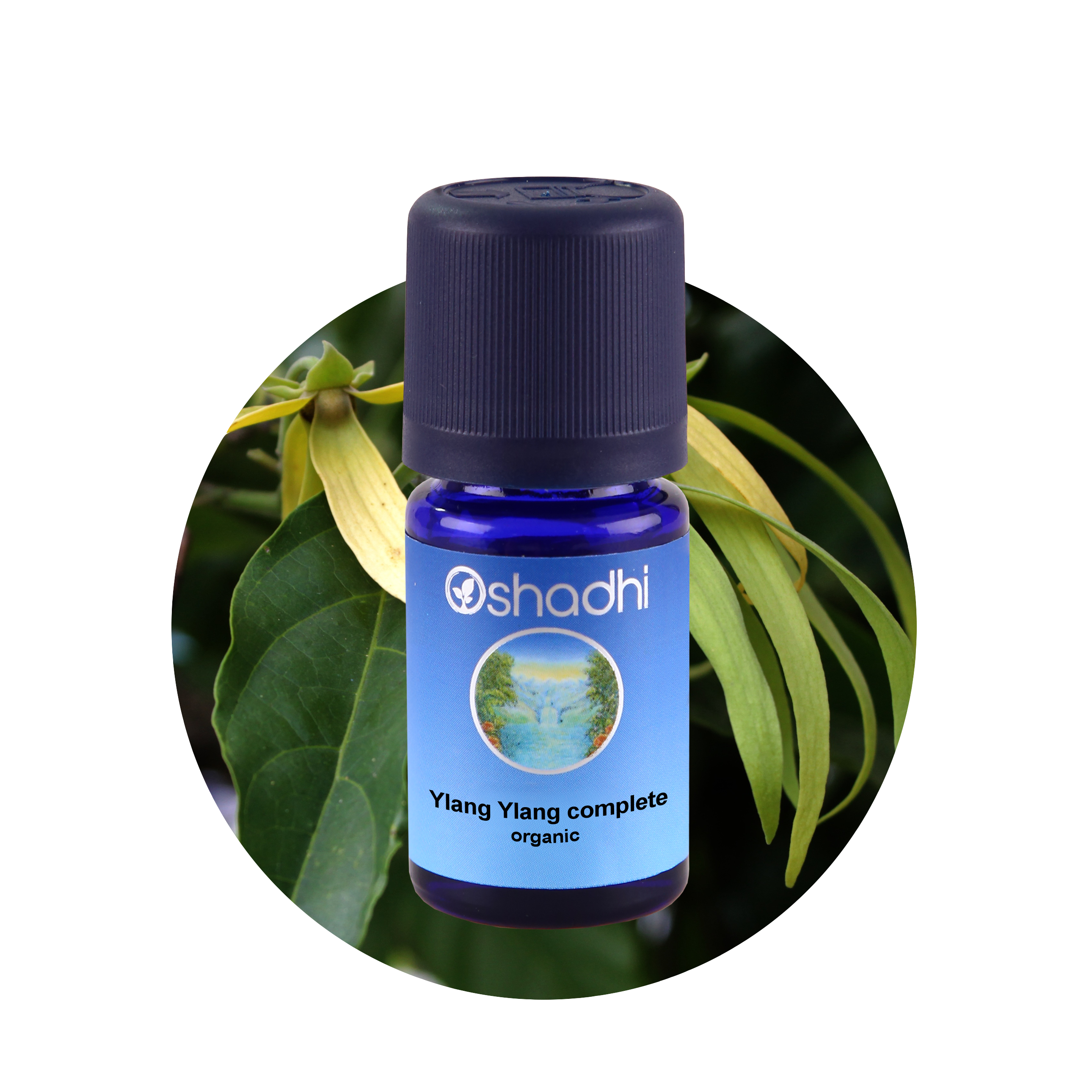 Ylang Ylang 10ML,Cananga odorata