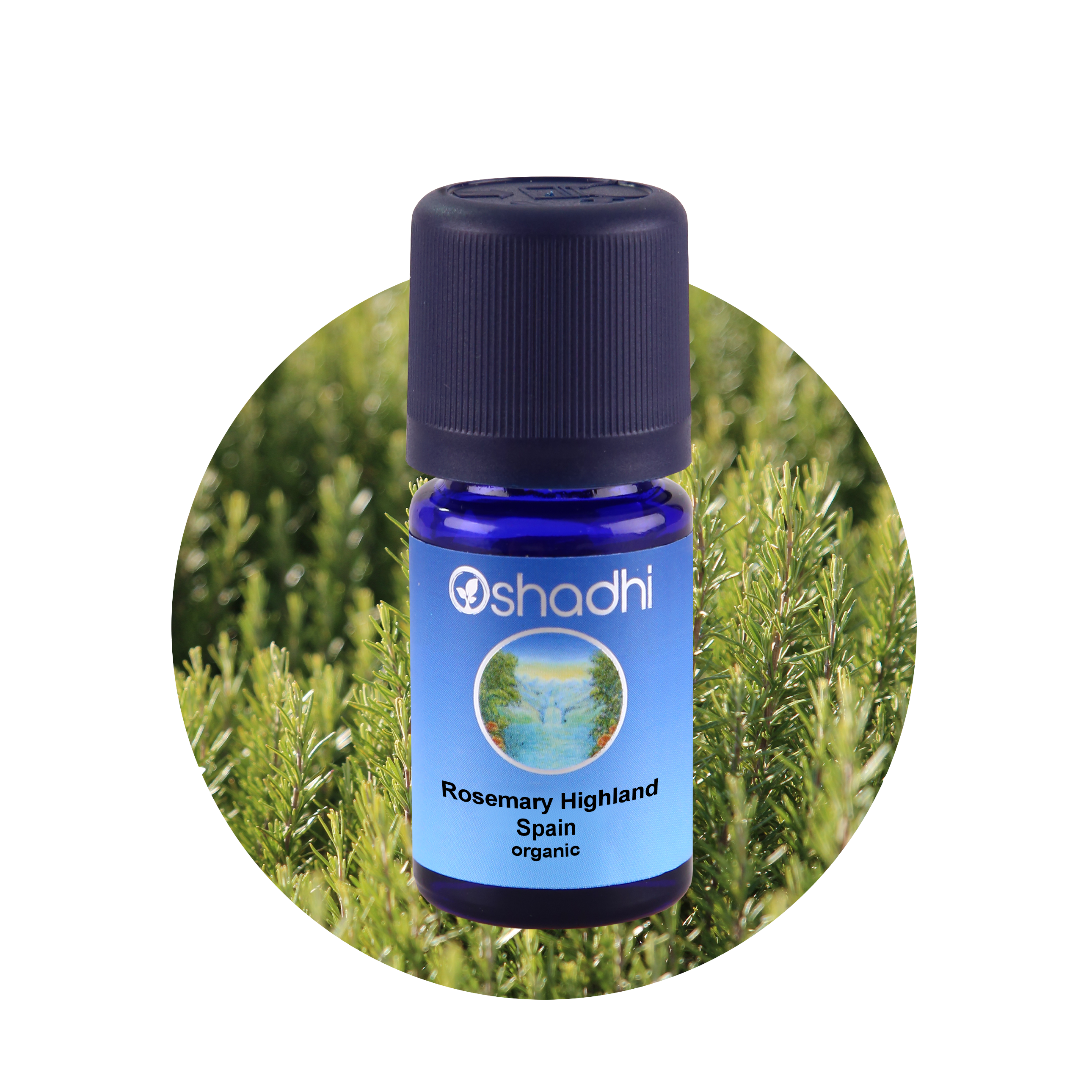Rosemary Highland Spain 30 ml- Biberiye ispanya Rosemary Highland Spain 30 ml- Biberiye ispanya